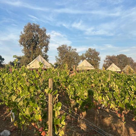 Lago Valle Wine Glamping Guadalupe Eksteriør billede