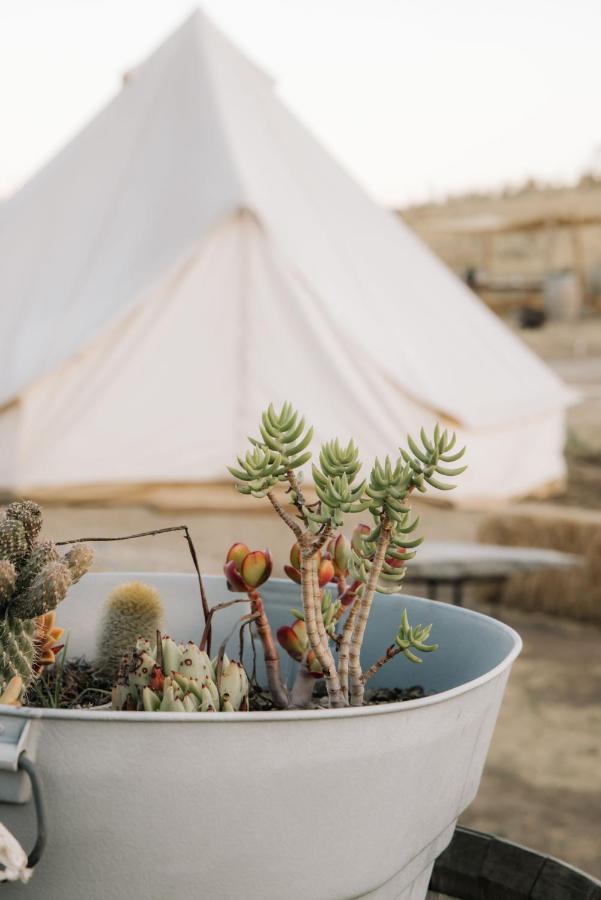 Lago Valle Wine Glamping Guadalupe Eksteriør billede