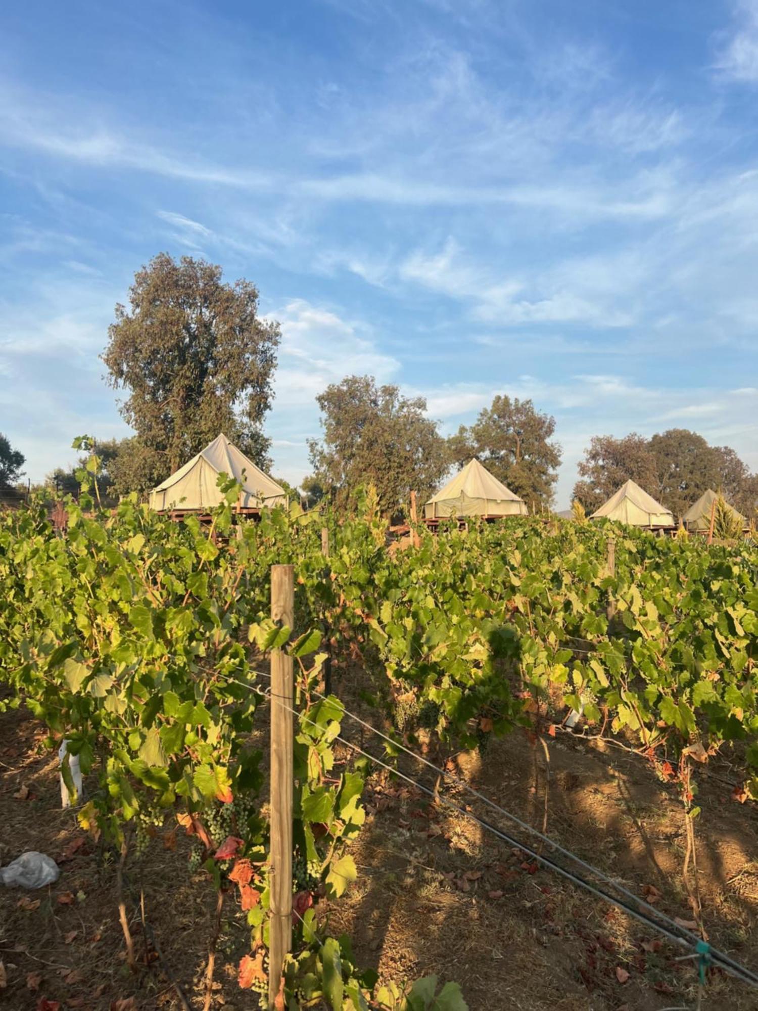 Lago Valle Wine Glamping Guadalupe Eksteriør billede